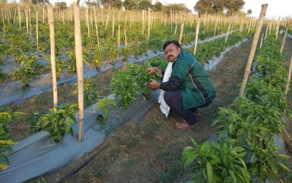 Harshvardhan Majeji Of Shivpuri Left Computer Engineer Job To Become Farmer Know His Success Story