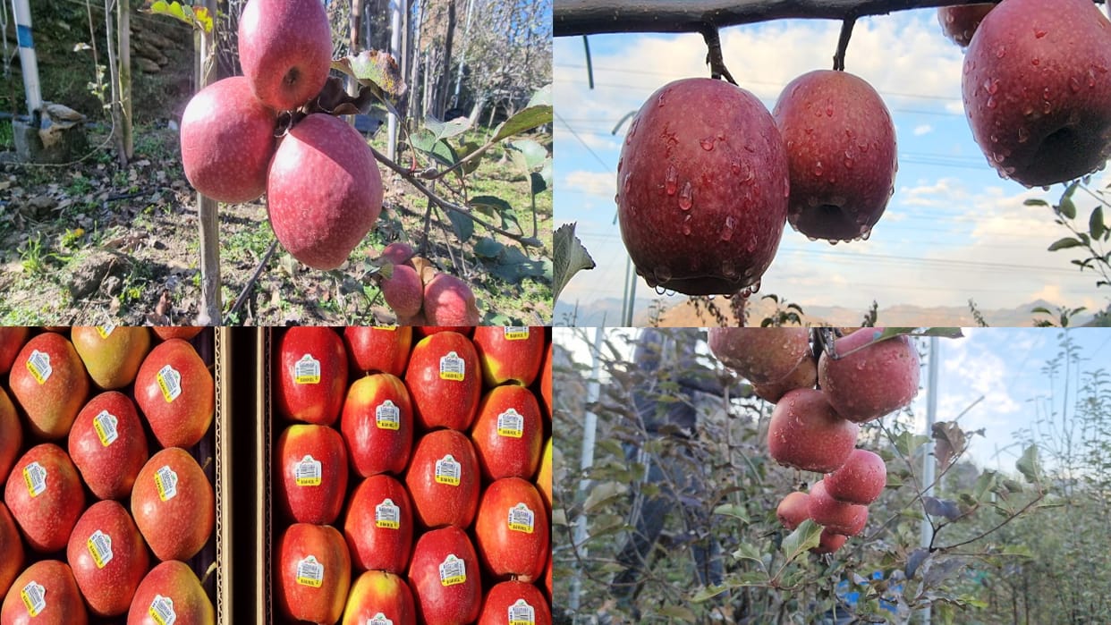 New Zealand apple grown in Himachal to be ready in November