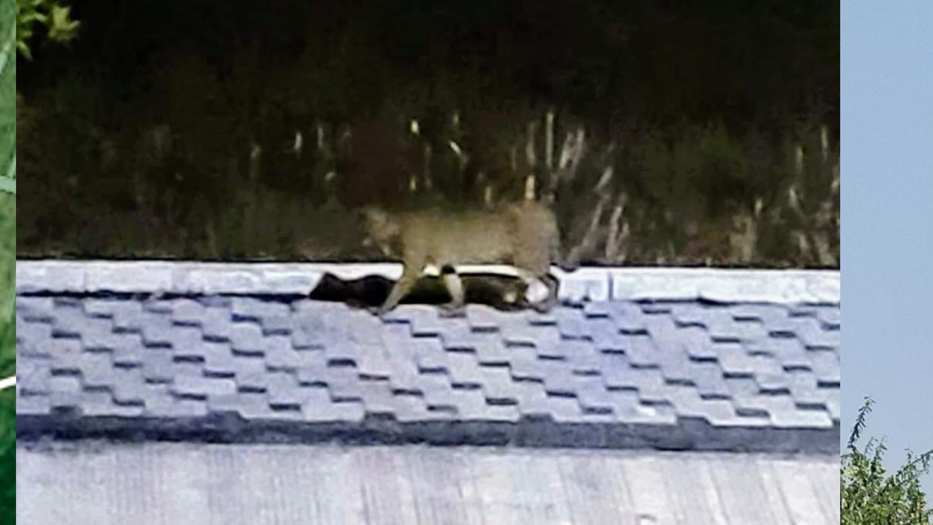 Leopard seen in colony, captured in CCTV