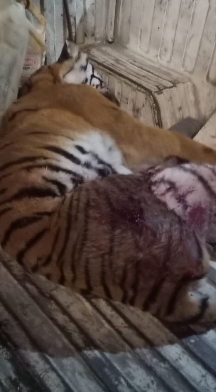 Tigress Attack in uttarakhand kept running here and there for two and a half hours