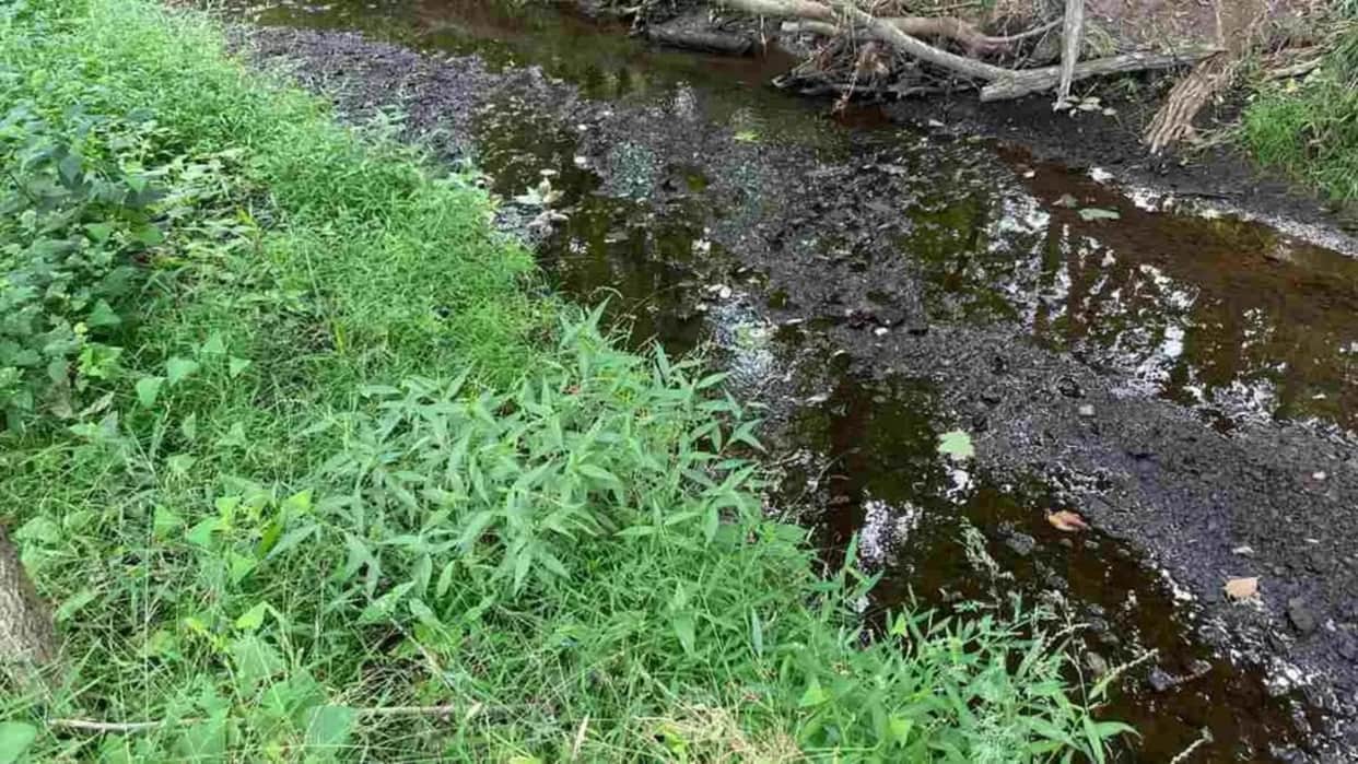 viral optical illusion find out hidden the frog from illusion image check your brain iq test