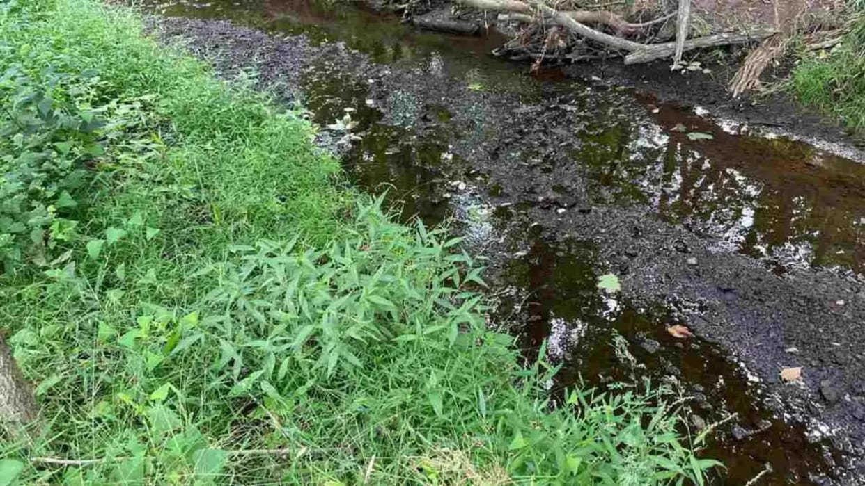 viral optical illusion find out hidden the frog from illusion image check your brain iq test