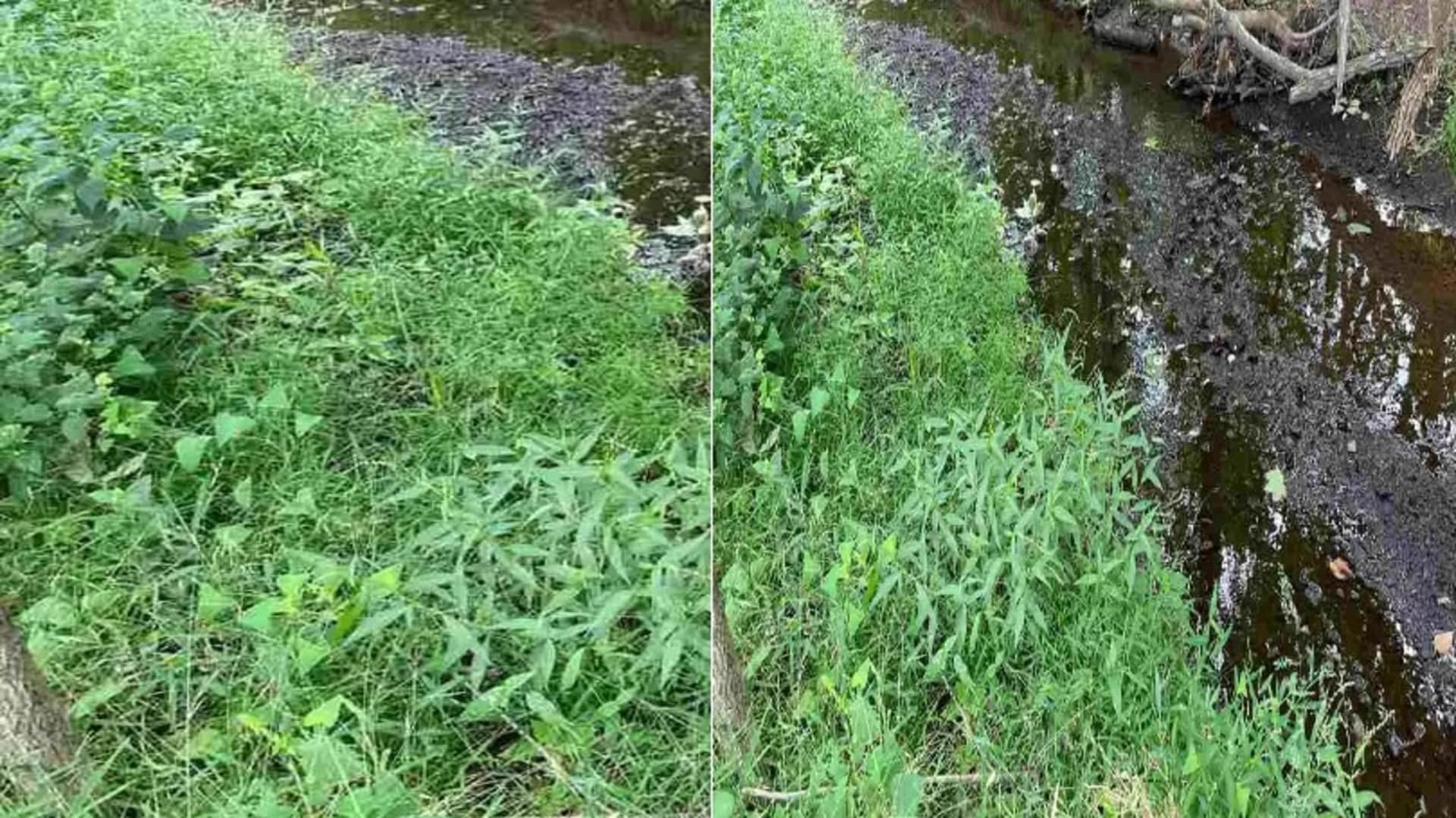viral optical illusion find out hidden the frog from illusion image check your brain iq test