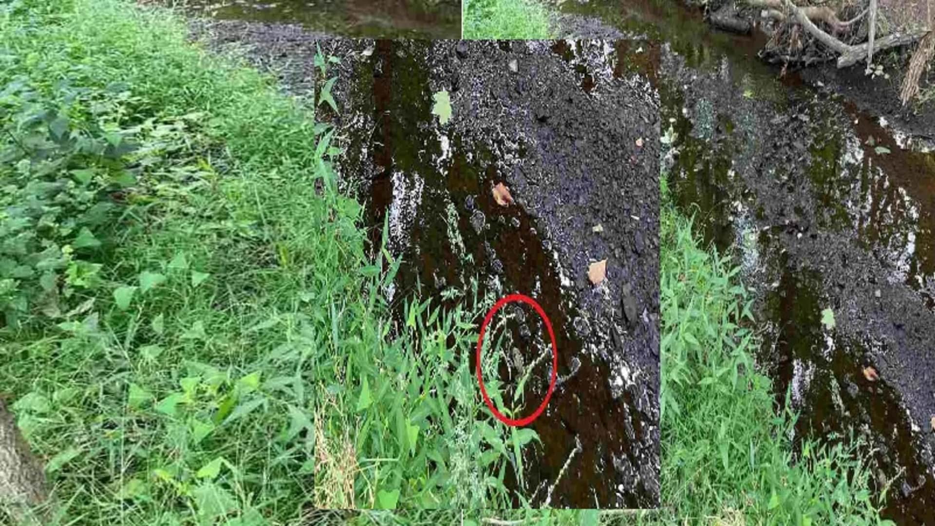 viral optical illusion find out hidden the frog from illusion image check your brain iq test
