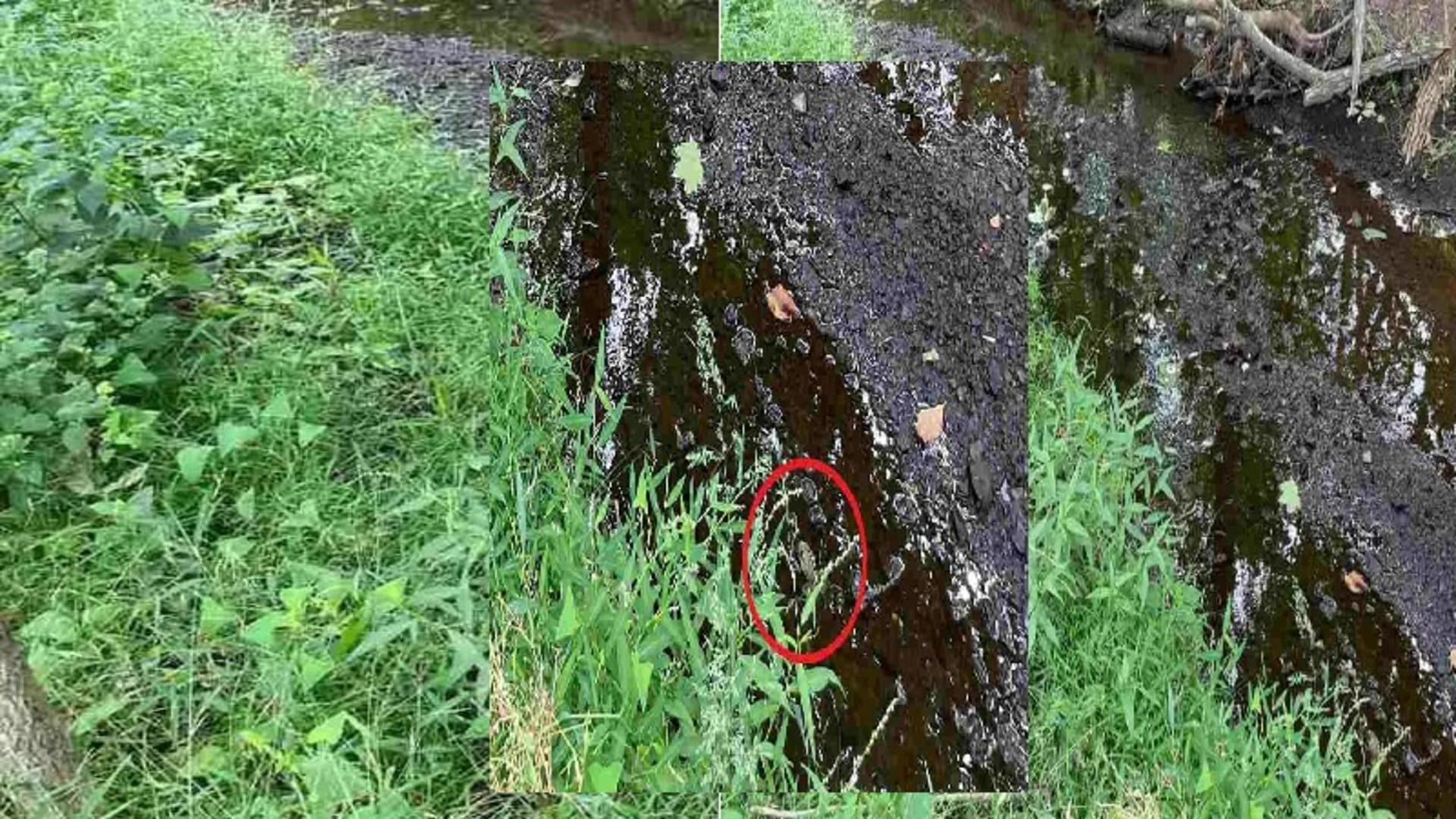 viral optical illusion find out hidden the frog from illusion image check your brain iq test