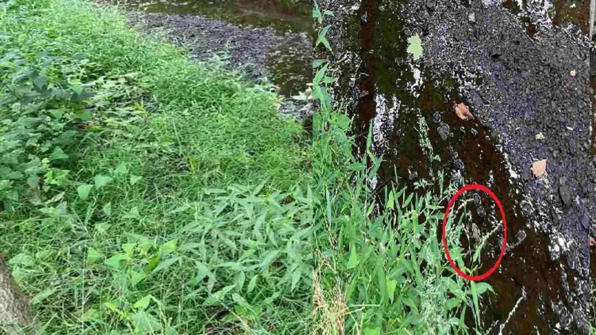viral optical illusion find out hidden the frog from illusion image check your brain iq test