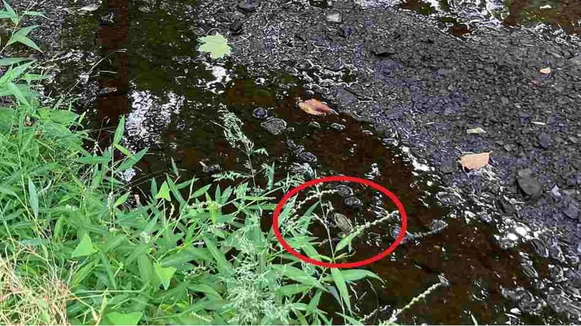 viral optical illusion find out hidden the frog from illusion image check your brain iq test