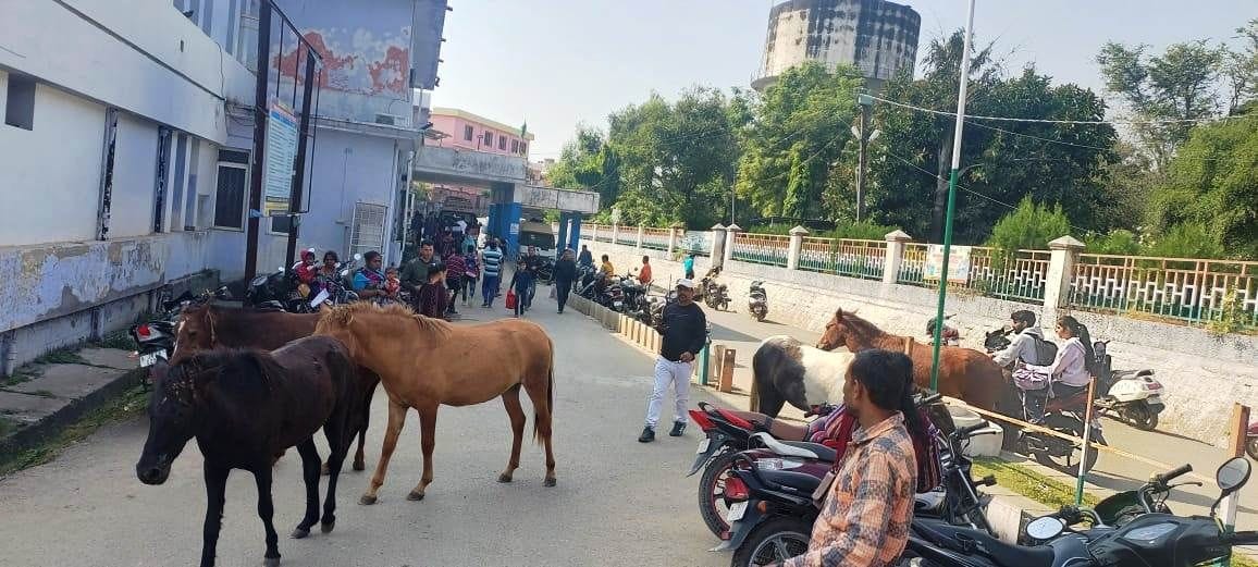 Udhampur: Stray horses become a problem for the residents of the city
