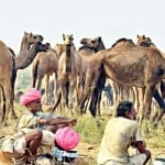 ऊंट पालने पर मिलेंगे 10 हजार रुपये