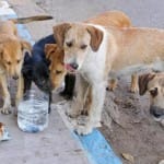 लावारिस कुत्ते (सांकेतिक तस्वीर)।
