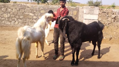 Goats are giving milk in Burhanpur of Madhya Pradesh the price is in lakhs you will be shocked to hear