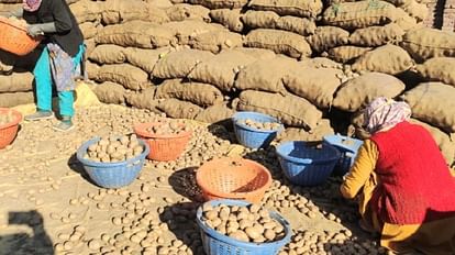 UP: 15 thousand tonnes of potatoes will go to Nepal