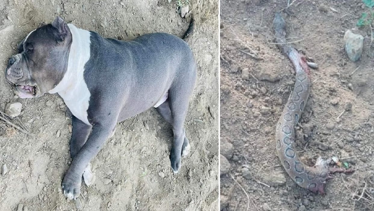 dog showed loyalty in Jhansi saved the owner by giving his life