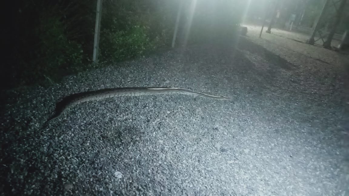 10 feet long python found near Begumpur Power House