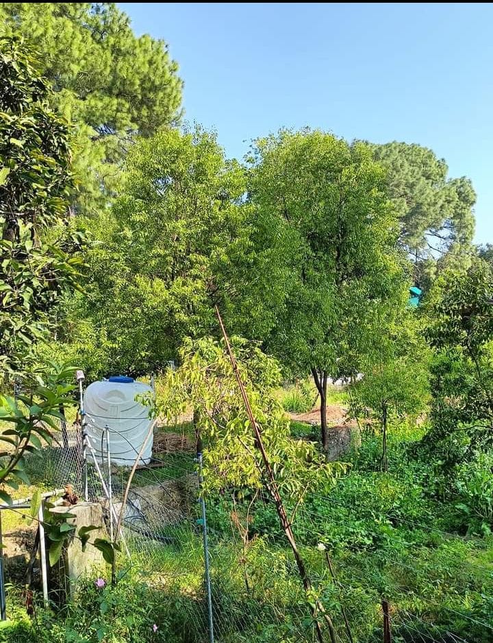 Watan Singh prepared a garden of sandalwood trees