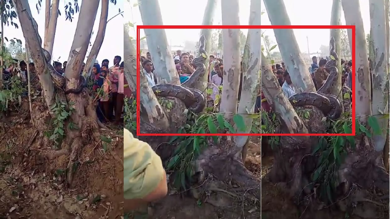 The villagers have see a python snake in forest in Bijnor district