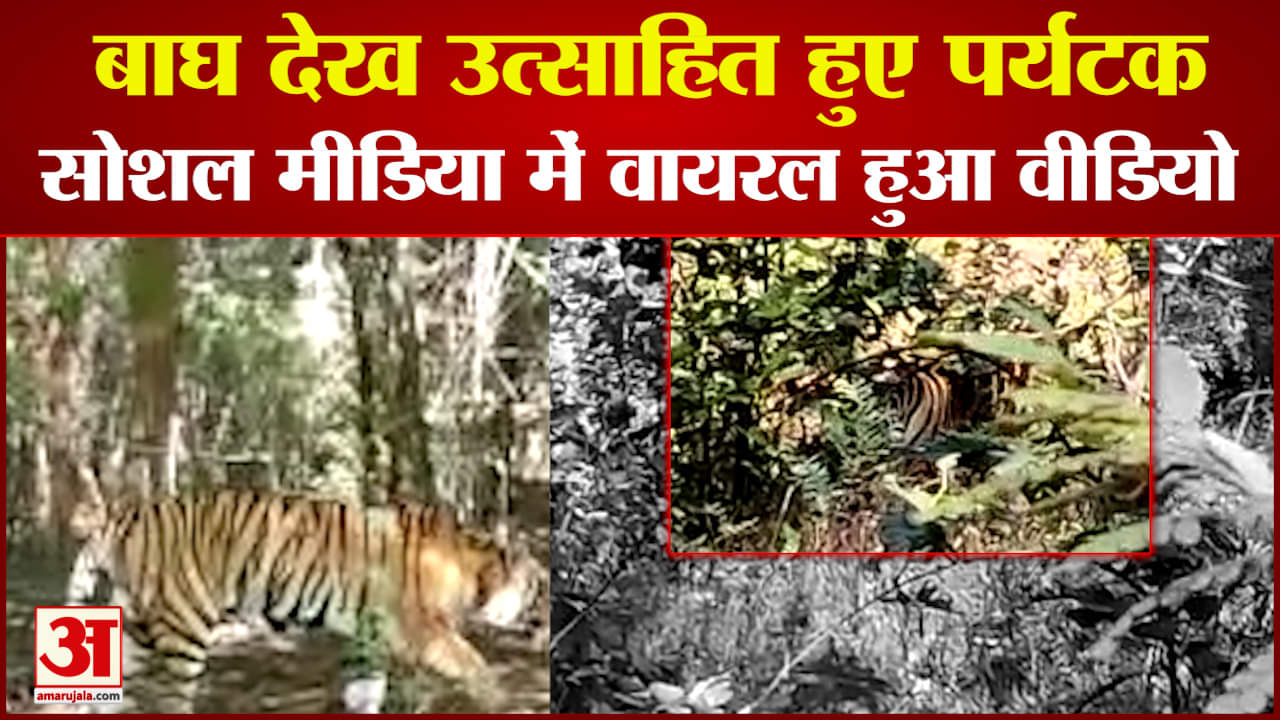 बांधवगढ़ नेशनल पार्क के मग्धी जोन में दिखा बाघ