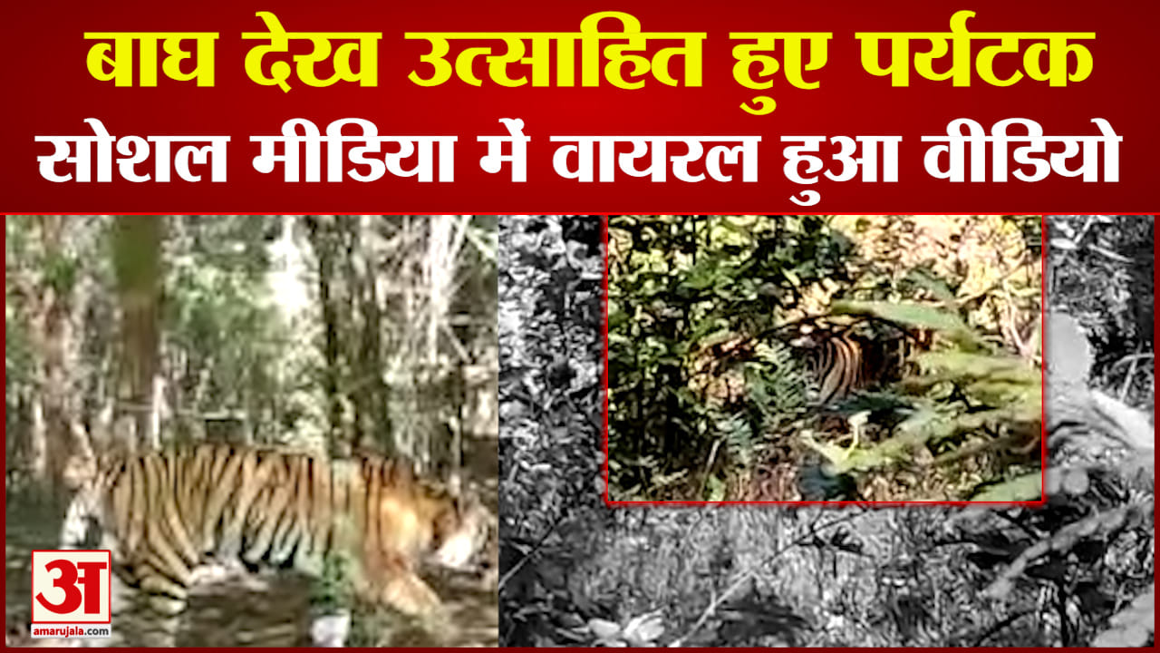 बांधवगढ़ नेशनल पार्क के मग्धी जोन में दिखा बाघ