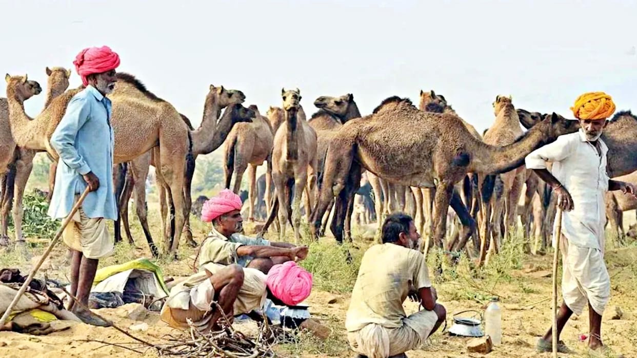 Rajasthan government provide 10000 rupees for camel farming under camel protection scheme