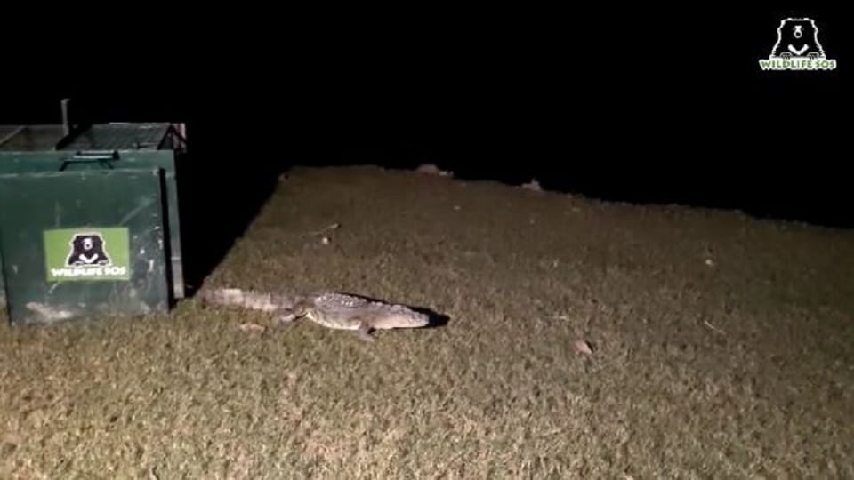 Crocodile Reached Kondra Village Of Firozabad