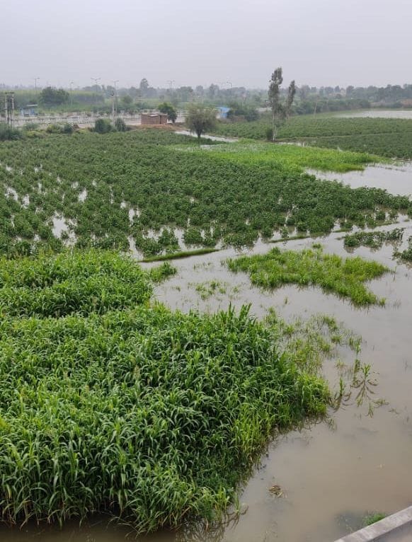Wheat will not be sown in 3200 acres of land