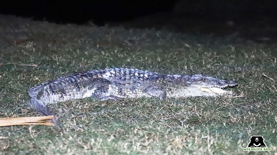 Crocodile Reached Kondra Village Of Firozabad