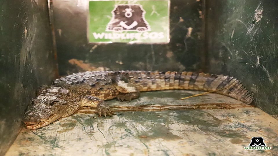 Crocodile Reached Kondra Village Of Firozabad