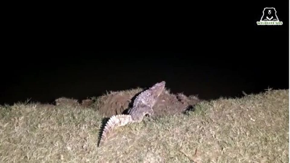 Crocodile Reached Kondra Village Of Firozabad