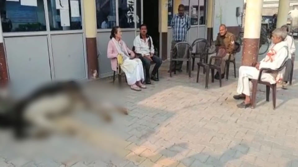 German origin Sudevi Dasi put dead cow in Nagar Panchayat office in Mathura