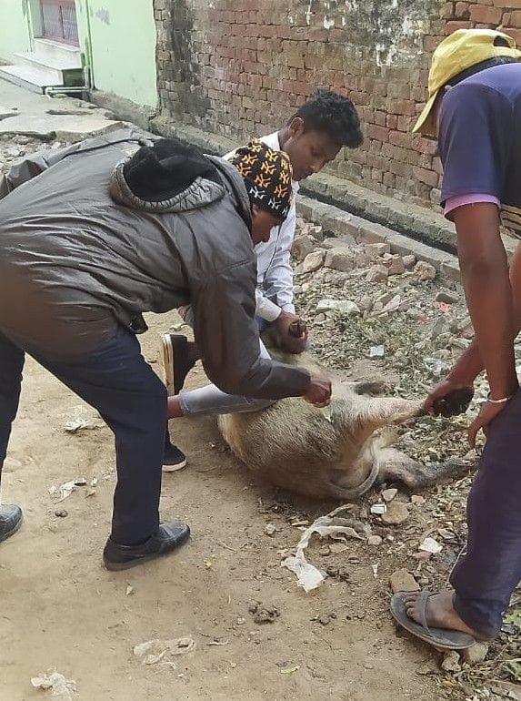 Hathras: 10 more pigs die, rearers in panic