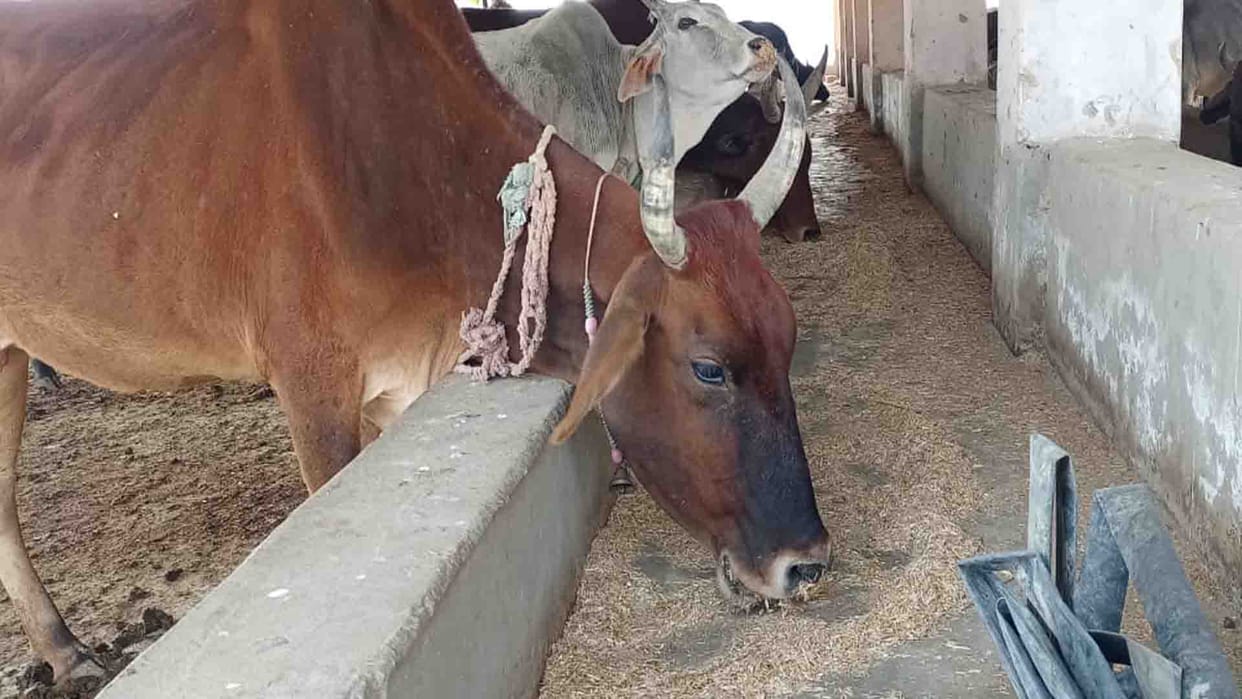Kannauj: Shortage of straw in the cowshed, one cow died of hunger