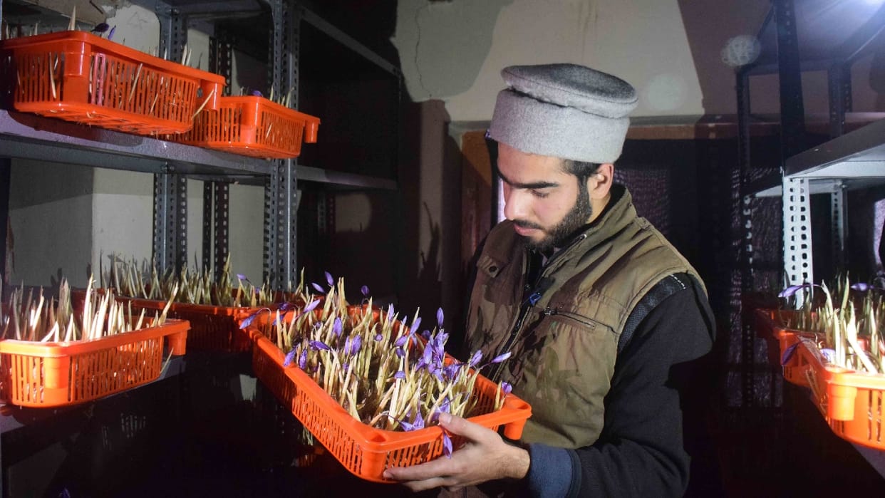 Indoor Saffron: Farmers growing saffron indoors in Pampore Kashmir