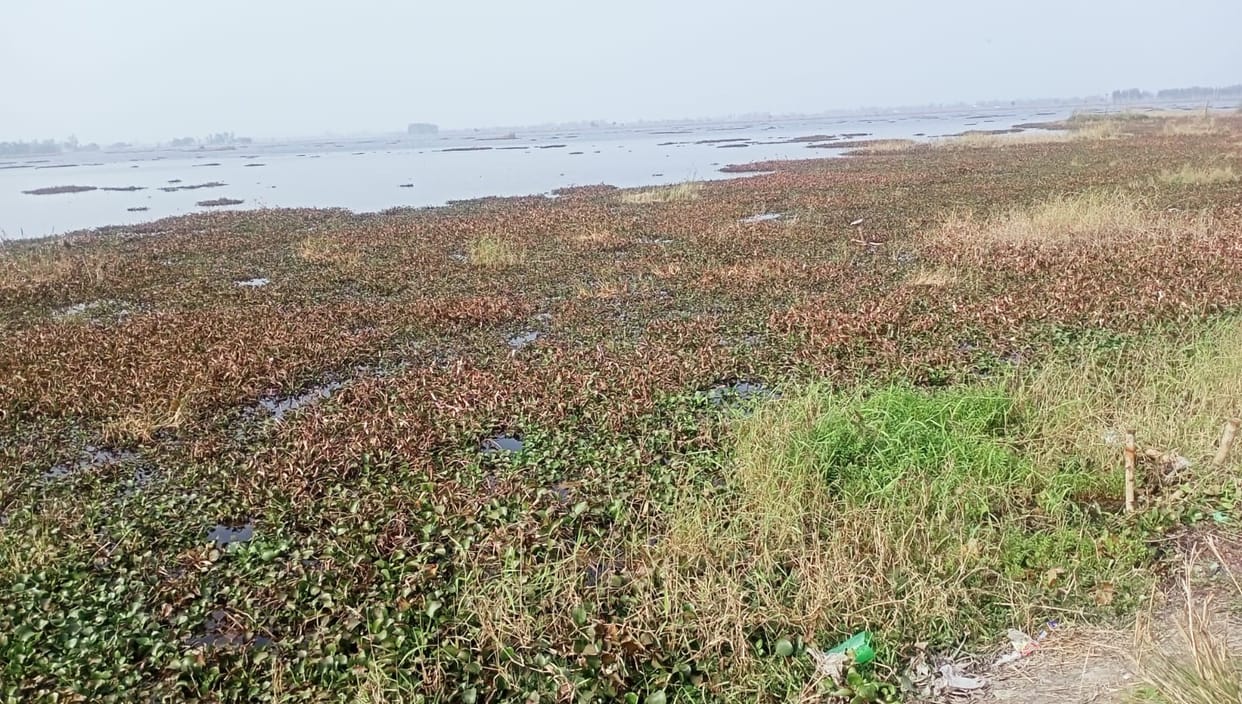 The tweet of migratory birds is not echoing