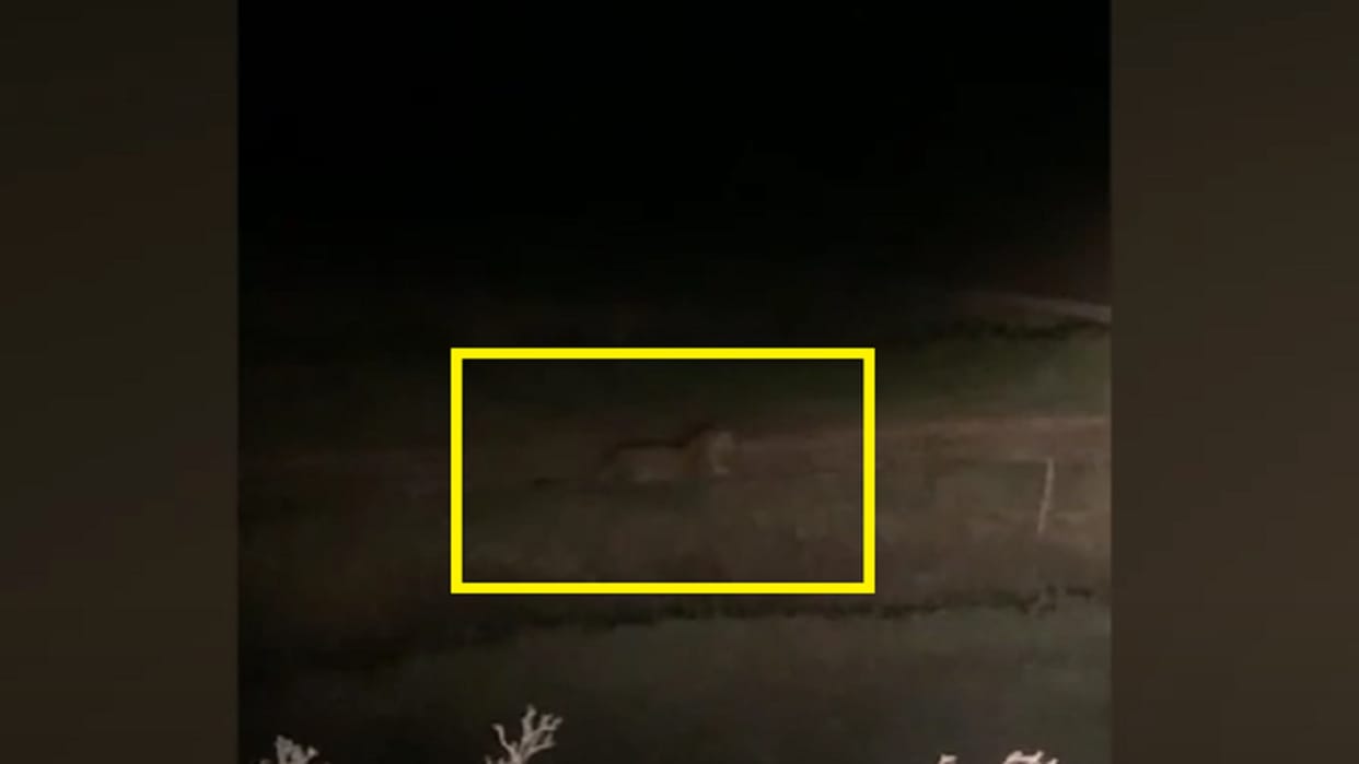 Guldar was seen roaming in Mirza Alipur Bhara village of Bijnor