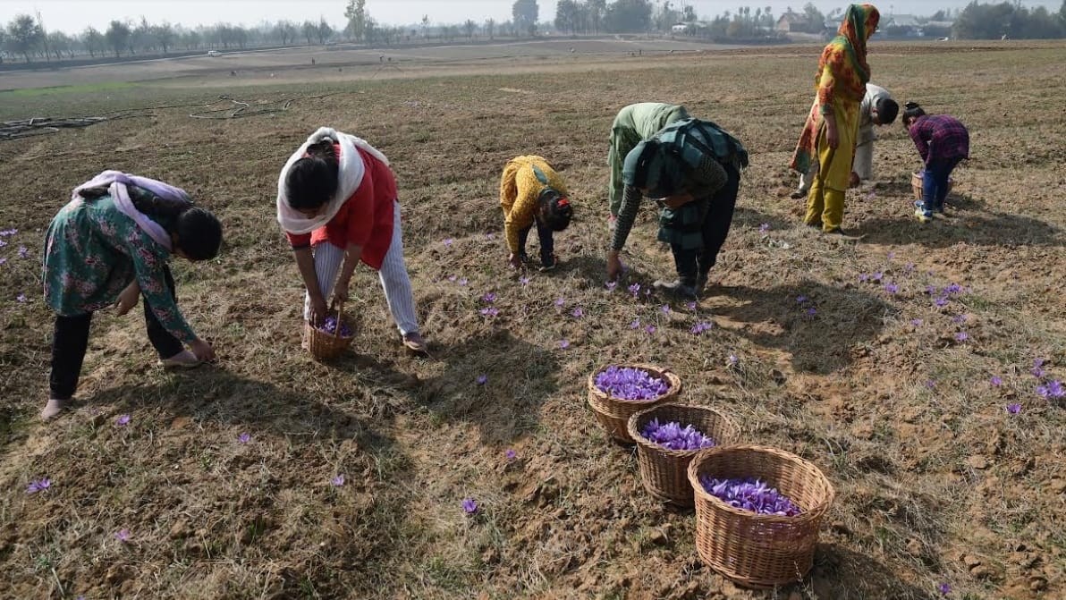 Indoor Saffron: Farmers growing saffron indoors in Pampore Kashmir
