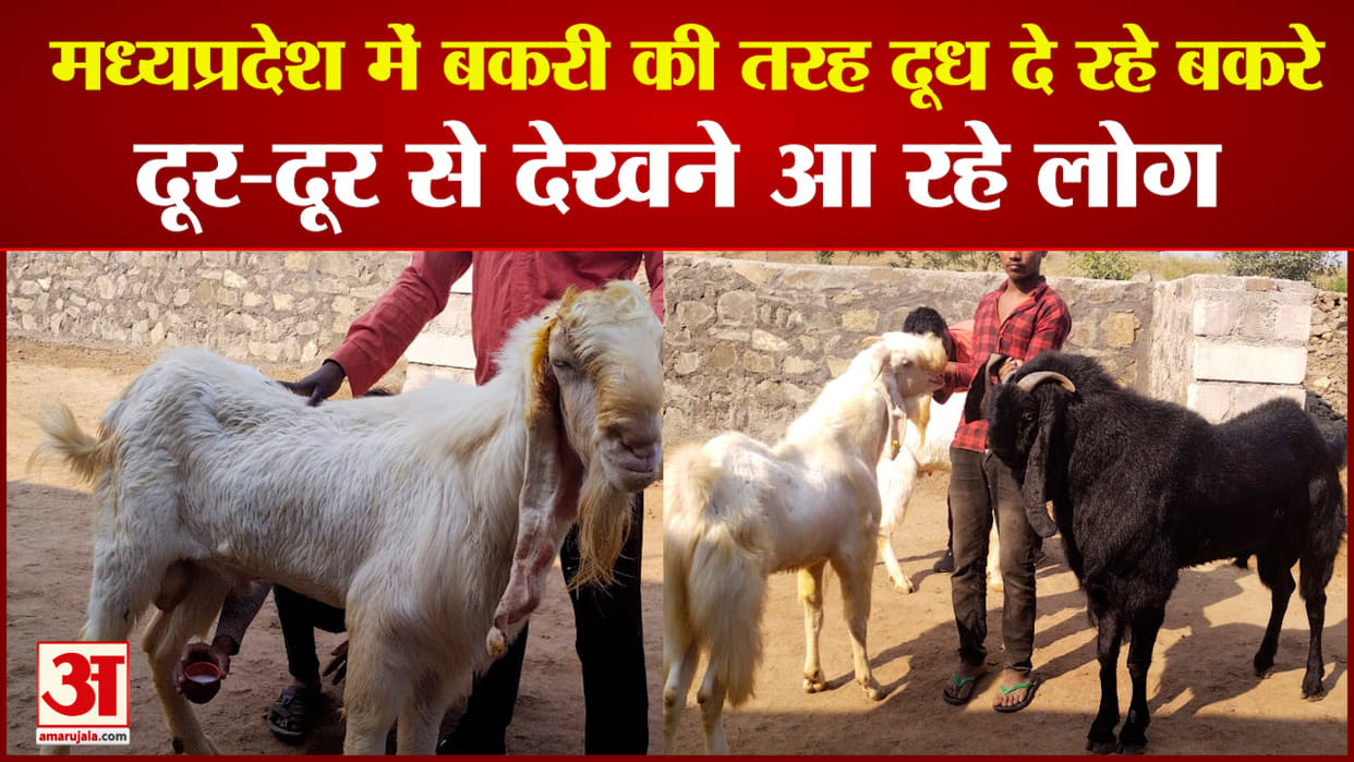 Goats are giving milk in Burhanpur of Madhya Pradesh the price is in lakhs you will be shocked to hear