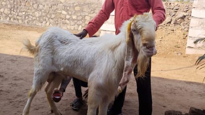 Goats are giving milk in Burhanpur of Madhya Pradesh the price is in lakhs you will be shocked to hear