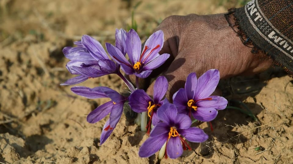 Indoor Saffron: Farmers growing saffron indoors in Pampore Kashmir