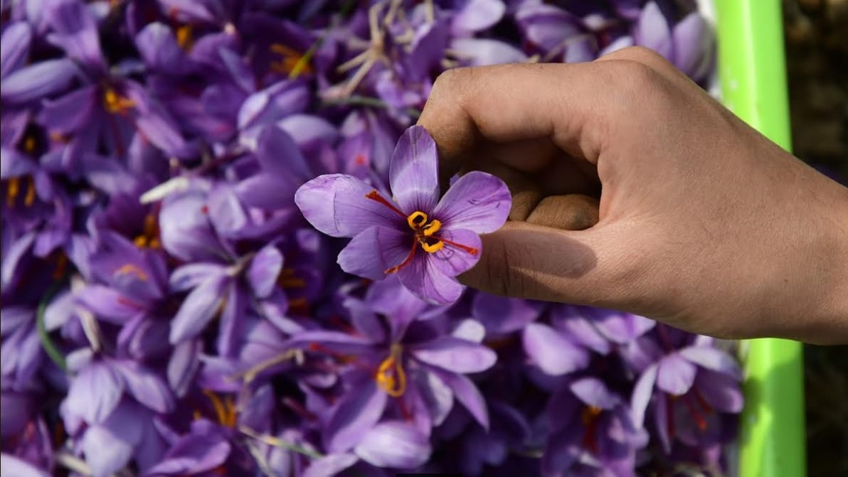 Indoor Saffron: Farmers growing saffron indoors in Pampore Kashmir