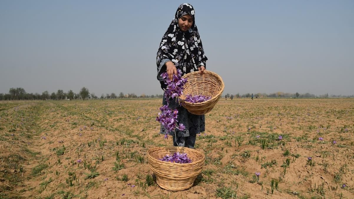 Indoor Saffron: Farmers growing saffron indoors in Pampore Kashmir