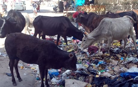 By November 30, 105 new temporary cow shelter centers will be built.