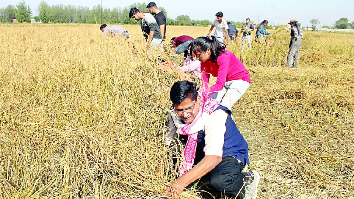 SKUAST Jammu VC cutting paddy in the fields breaking earrings