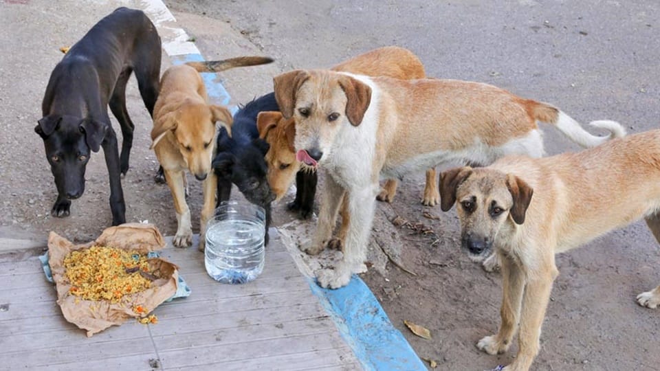 Stray dogs bite 155 people in 21 days in Abohar of Punjab