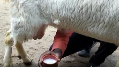 Goats are giving milk in Burhanpur of Madhya Pradesh the price is in lakhs you will be shocked to hear