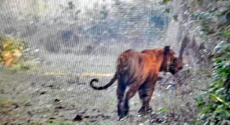 Tiger shown to tourists in Kishanpur