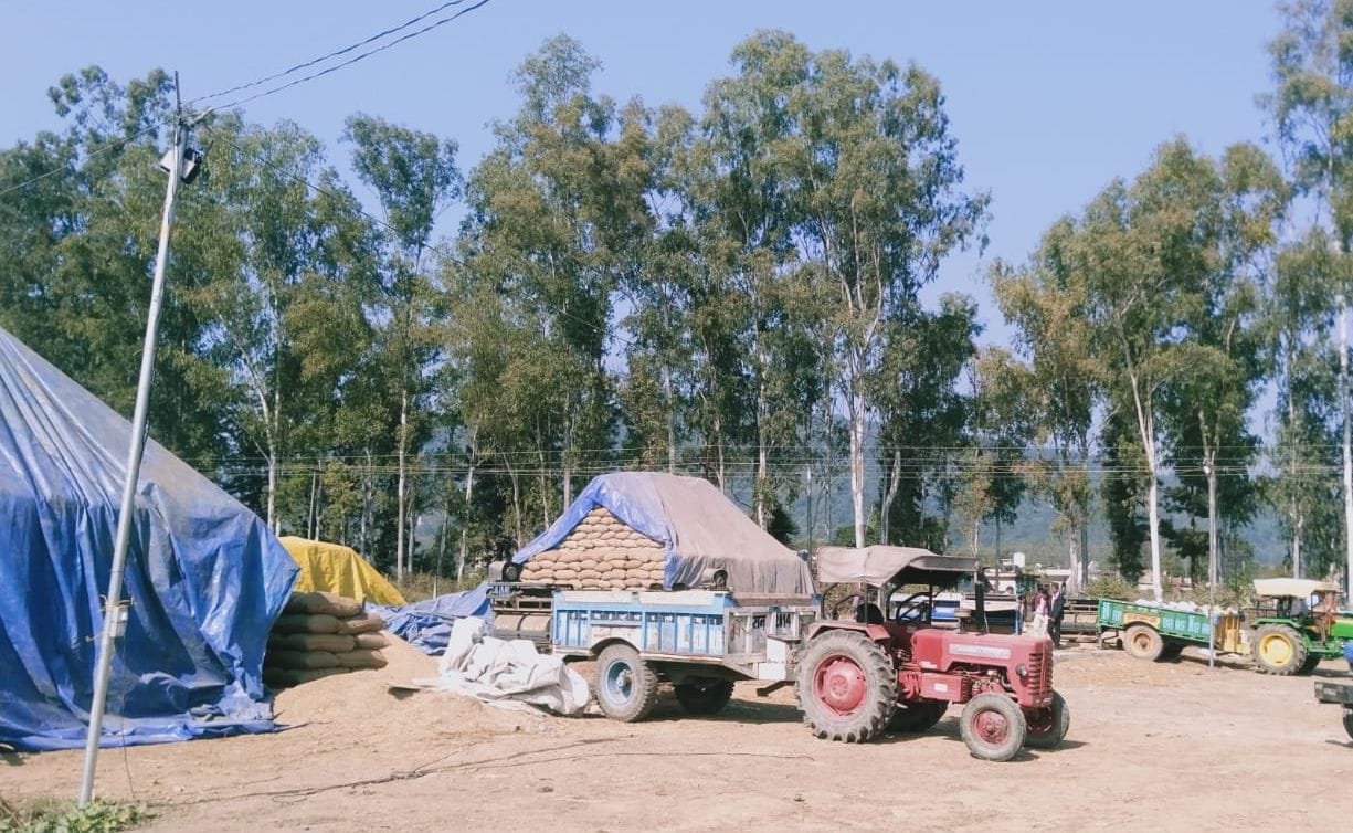 FCI bought 25,650 quintals of paddy in three centers of Sirmaur
