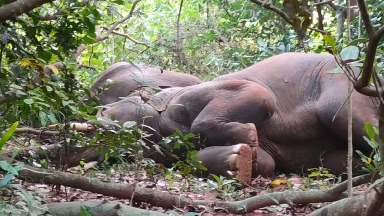 elephants who went from chhattisgarh to odisha kept on roaming drunk