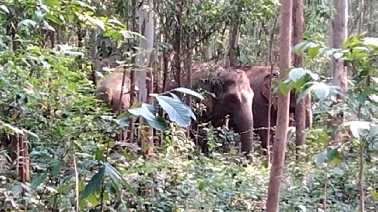 Two trampled to death by elephants in Jharkhand Latest News Update