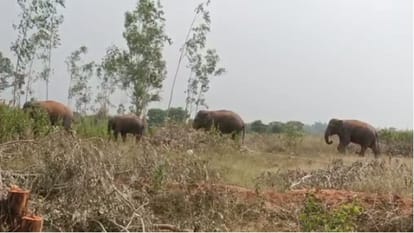 Tourists will be able to see wildlife in Kalagarh Tiger Reserve Forest Division Vatanwasa and Pakhro zones