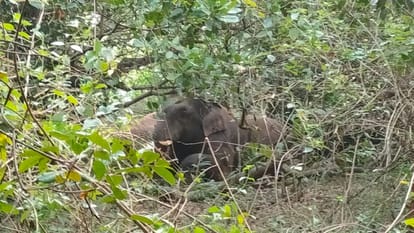 elephants who went from chhattisgarh to odisha kept on roaming drunk